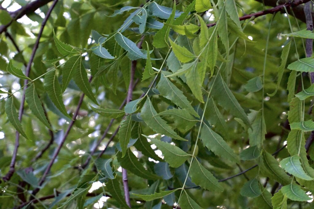 Trị bệnh bằng cây sầu đâu có lợi ích gì?