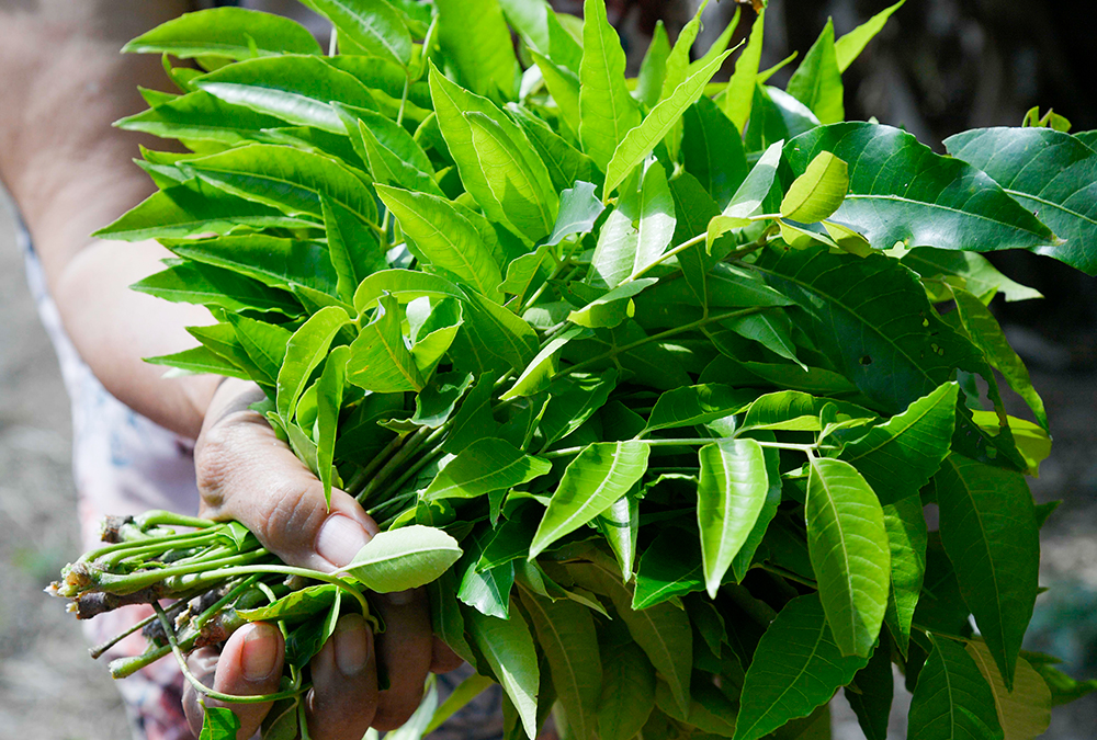 Cây sầu đâu rừng 