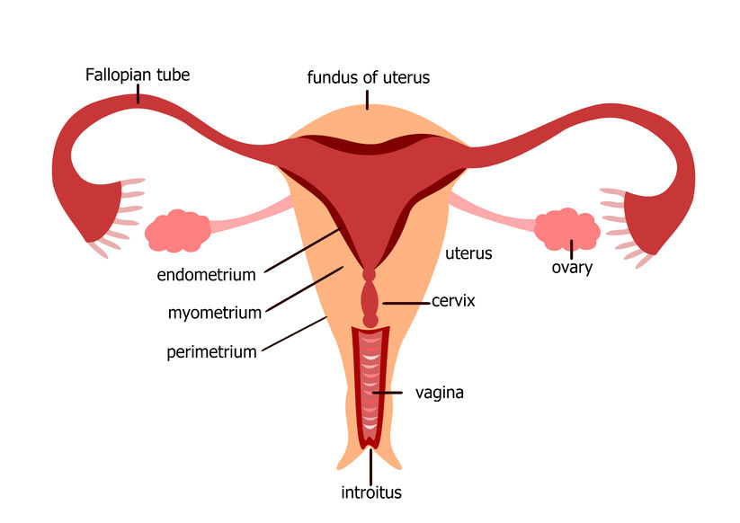 Cổ tử cung: Vị trí, cấu tạo, kích thước và chức năng