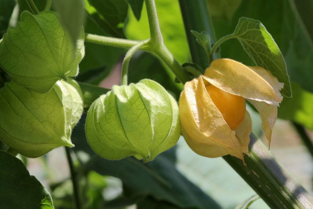 Trong y học dân gian, cây tầm bóp được sử dụng để chữa mụn nhọt
