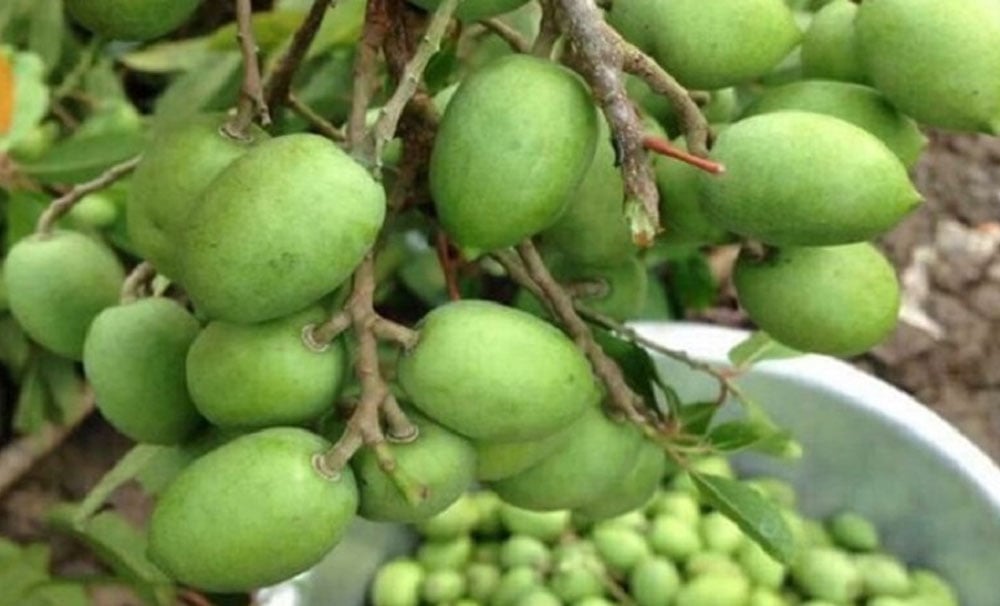 Cà na là gì? Công dụng của trái cà na