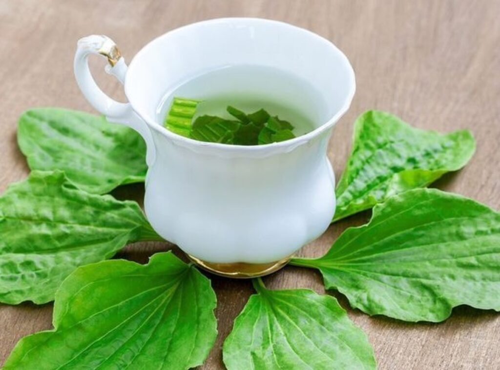 Mã đề có thể dùng để ăn sống, làm thực phẩm hoặc nấu nước uống
