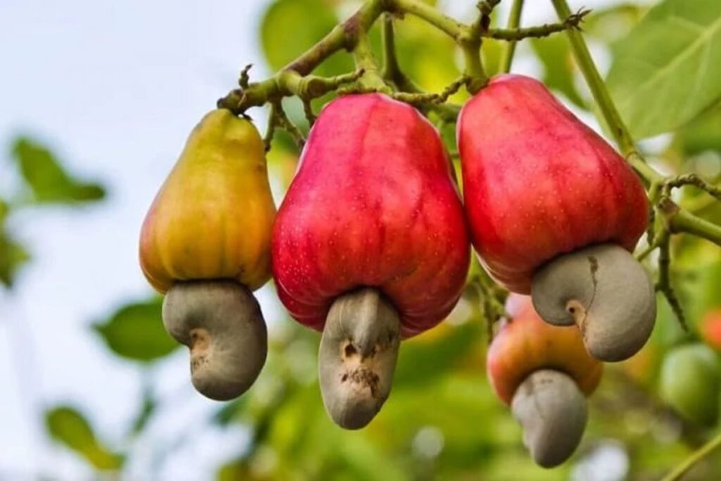 Hạt Điều: Giá trị dinh dưỡng & Công dụng đối với sức khỏe