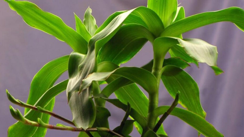 Một số tác dụng chữa bệnh của cây lược vàng