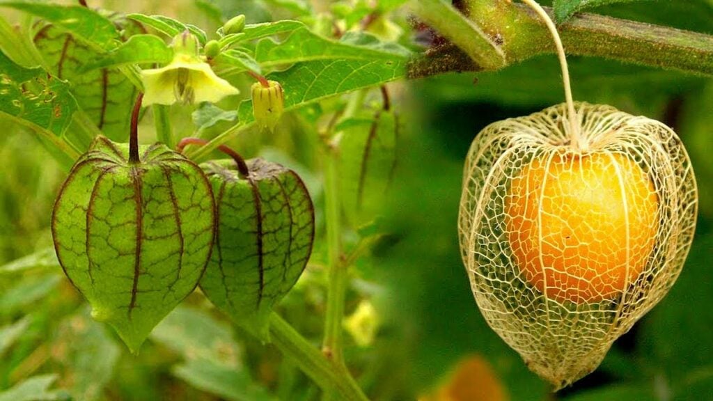 Tầm bóp chứa vitamin C có công dụng hỗ trợ sức khỏe tim mạch 