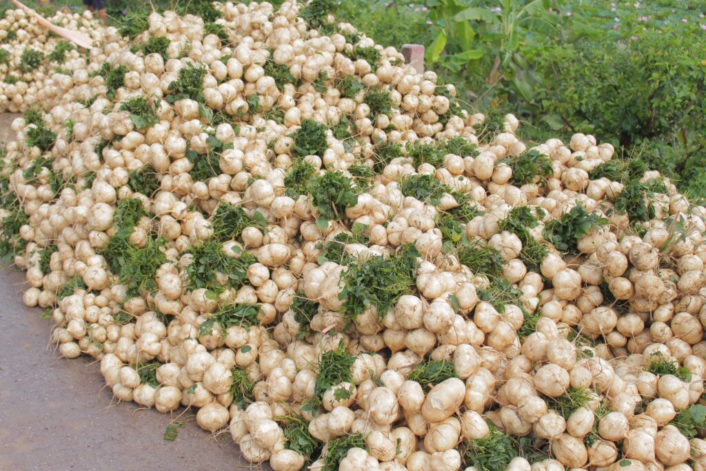 Củ đậu bao nhiêu calo? Ăn củ đậu (củ sắn) có béo không?