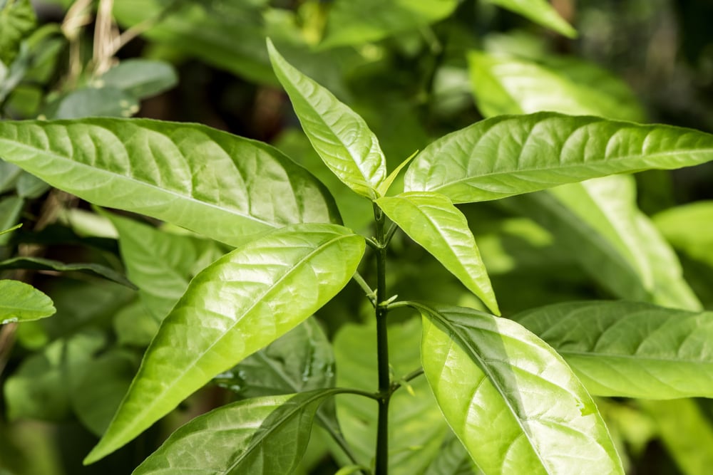 Công dụng, bài thuốc từ cây hoàn ngọc
