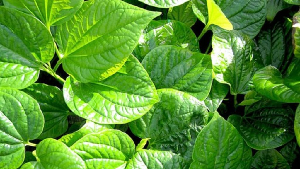 Công dụng của lá lốt trong điều trị bệnh