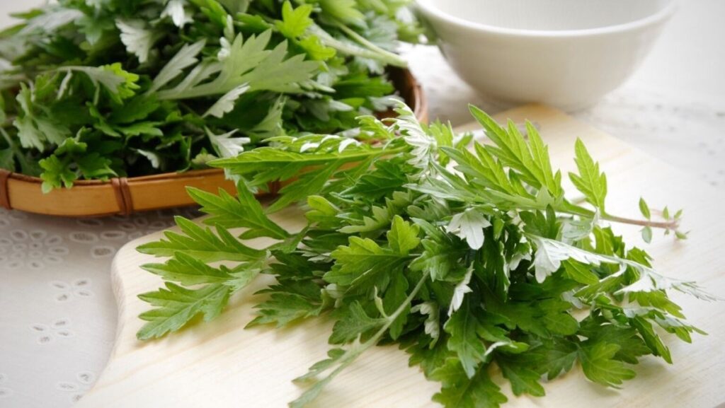 Ngải cứu có tác dụng gì đối với sức khỏe? Các lưu ý khi sử dụng