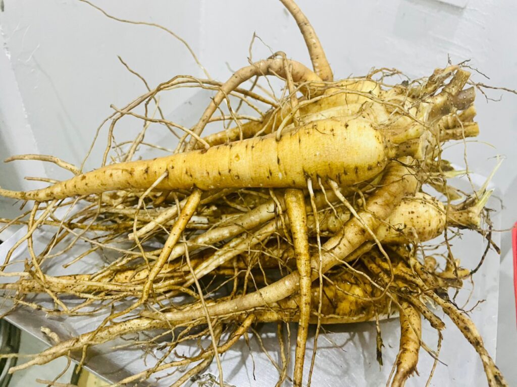 Đặc điểm của sâm bố chính và công dụng hữu ích bạn chưa biết