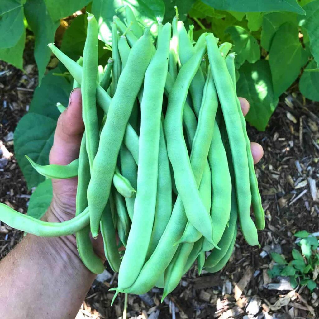 10 lợi ích của đậu cô ve đối với sức khỏe