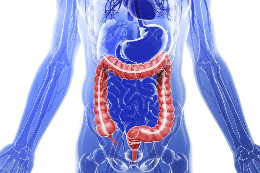 Đậu que giúp hệ tiêu hoá khoẻ mạnh