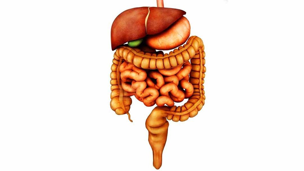 Chất xơ có trong dâu tây giúp duy trì hệ tiêu hóa khỏe mạnh, ngăn ngừa táo bón, cân bằng độ pH và giảm viêm nhiễm trong ruột