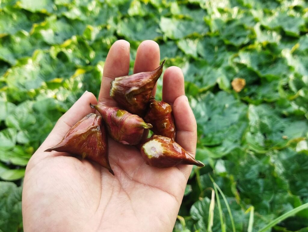 Quả ấu còn là dược liệu giúp giải rượu, say nắng 