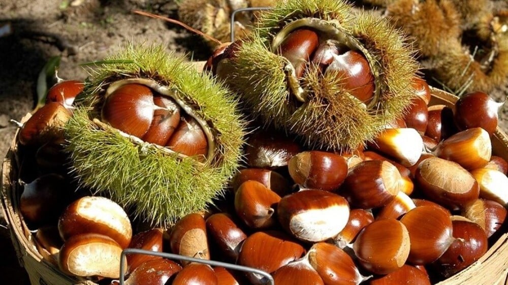 TOP 10+ công dụng của hạt dẻ đối với sức khỏe