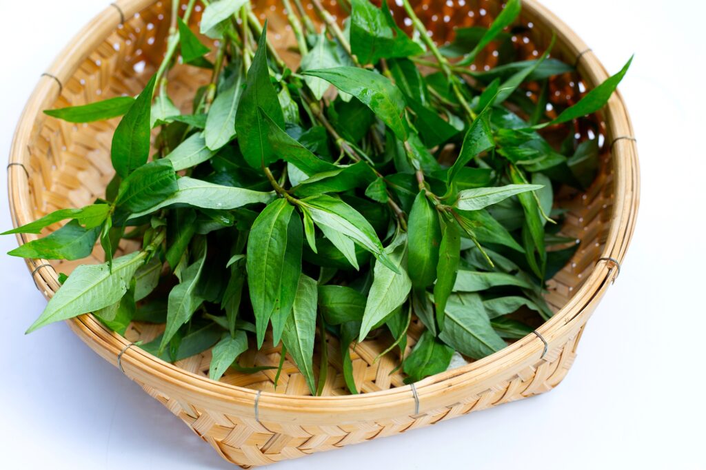 Ăn rau răm có tốt không? Một số công dụng chữa bệnh của rau răm