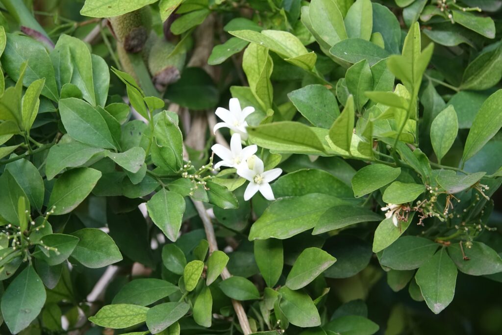 Hỗ trợ kháng viêm, kháng khuẩn