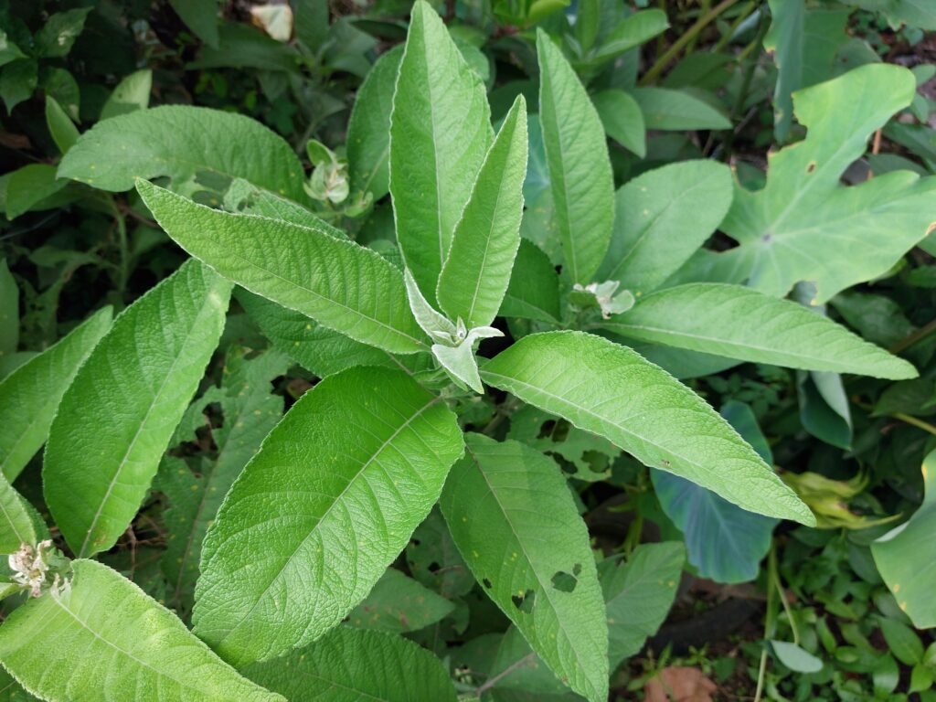 Công dụng trị bệnh của cây từ bi