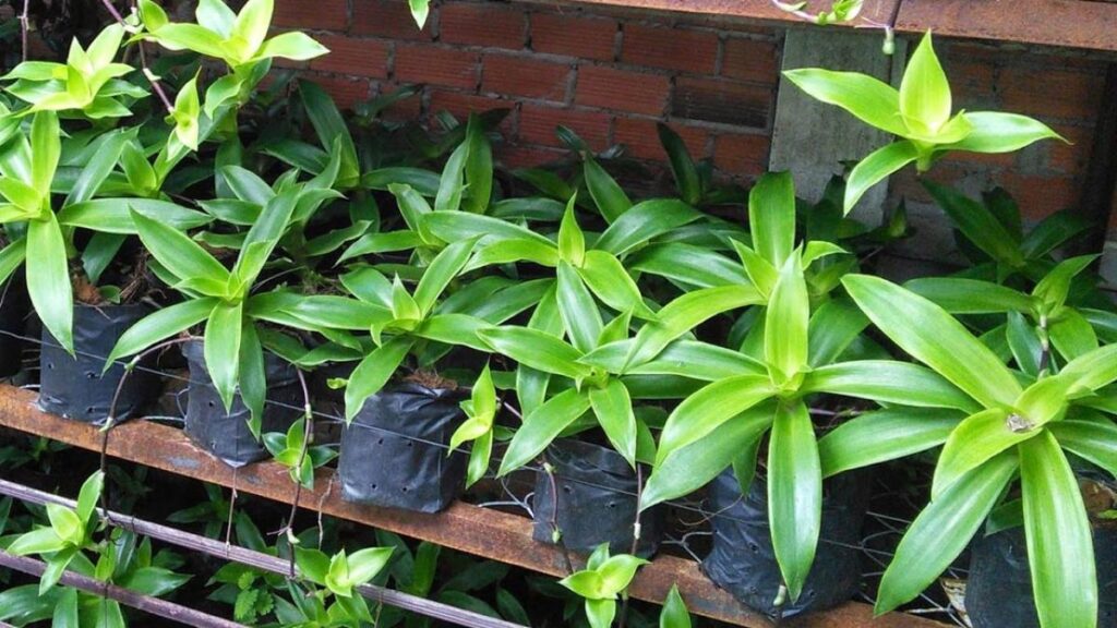Những lưu ý cần thiết khi sử dụng cây địa lan vòi 