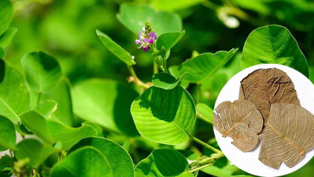 Kim tiền thảo: Công dụng đối với sức khỏe, lưu ý khi sử dụng