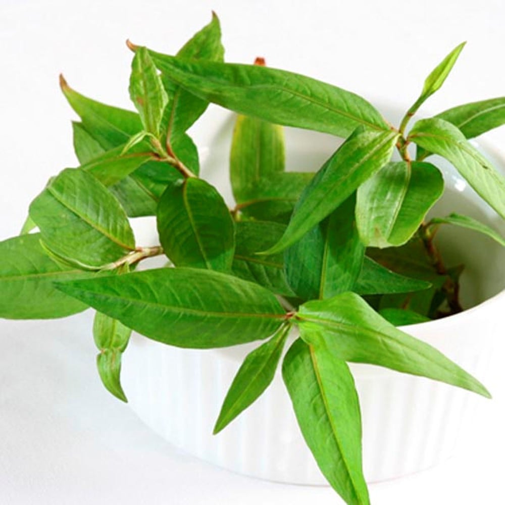 Bài thuốc từ rau răm