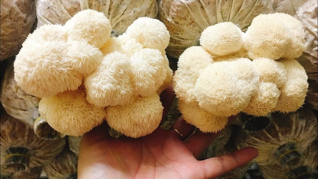 Nấm hầu thủ