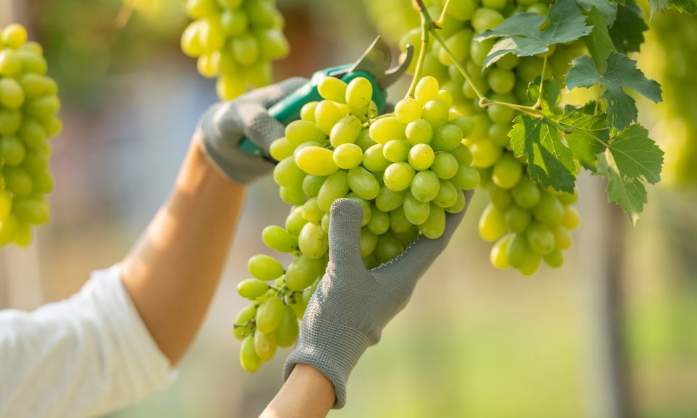 TOP 9 lợi ích bất ngờ khi ăn nho đối với sức khỏe
