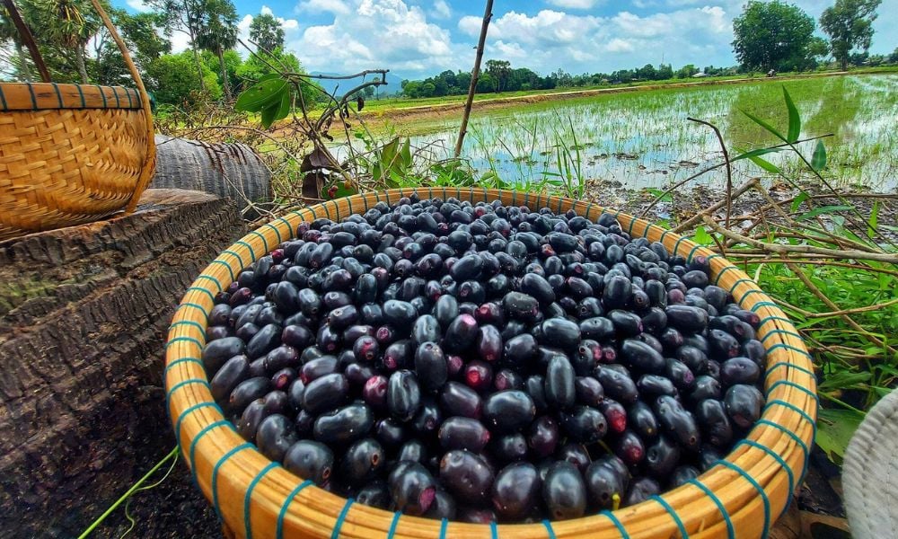 Những lưu ý khi ăn quả trâm