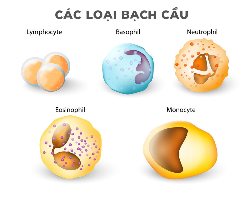 Bạch cầu tăng là bệnh gì? Có nguy hiểm không? Dấu hiệu nhận biết