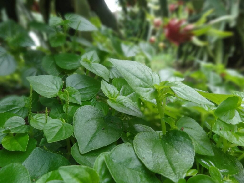 TOP 8 công dụng của rau càng cua trong Đông Y