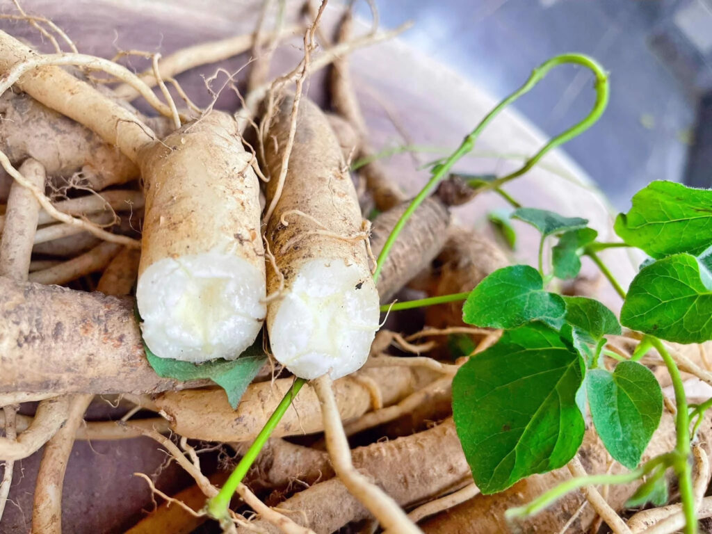 Đảng sâm chứa nhiều saponin, tương tự như Nhân sâm