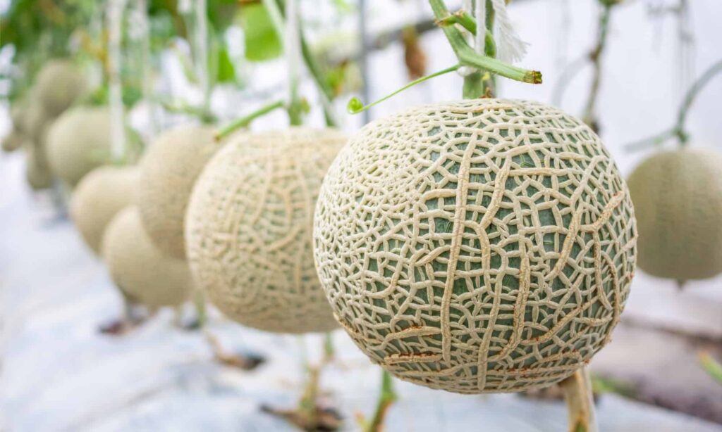 Thành phần dinh dưỡng có trong dưa lưới