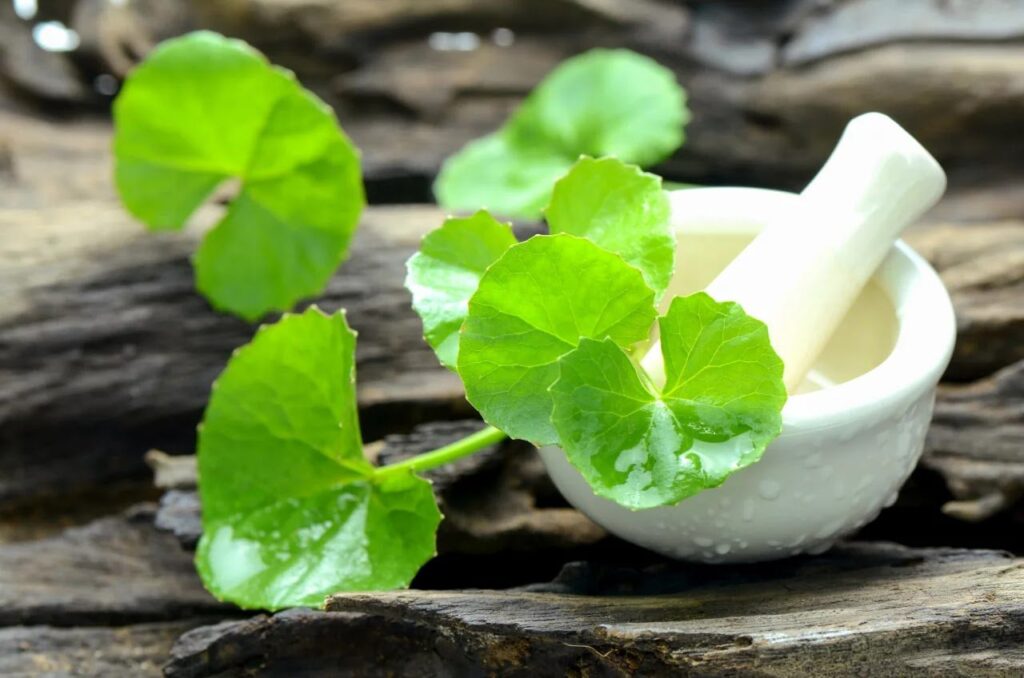Tác dụng của rau má dưới góc nhìn y học cổ truyền
