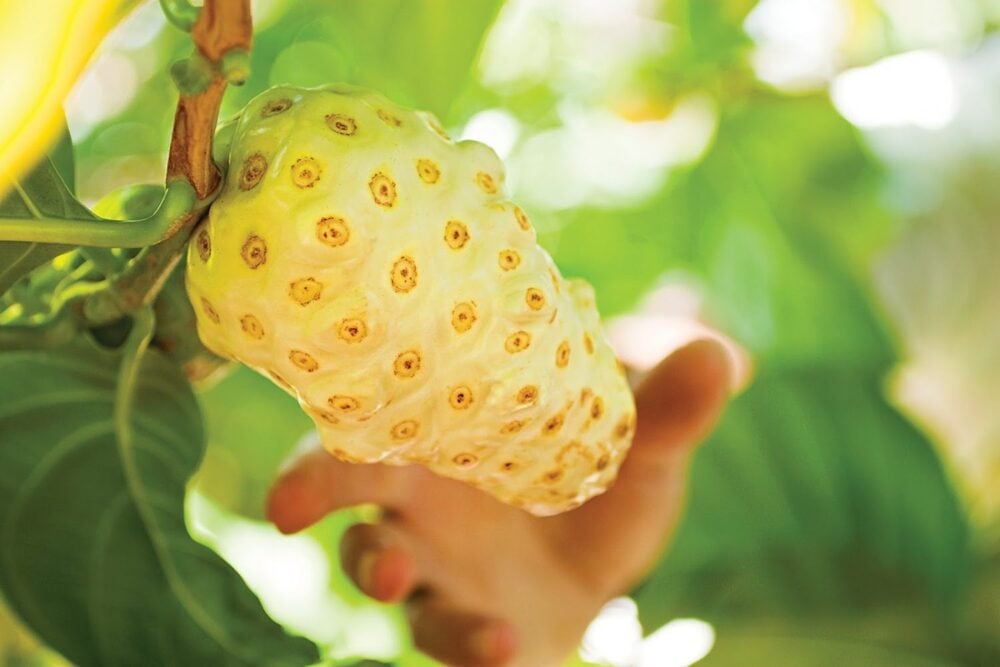 Tác dụng điều trị bệnh của trái nhàu