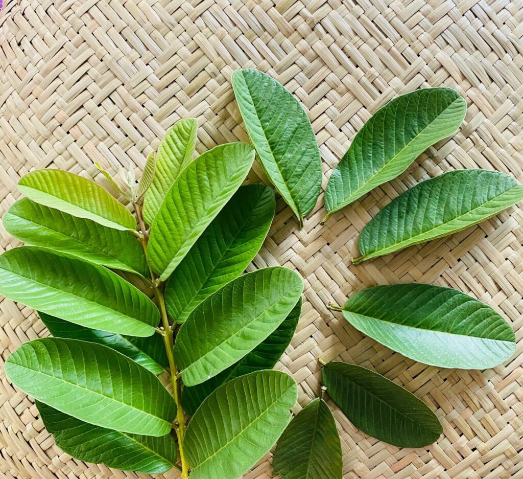 Lá ổi có công dụng kháng khuẩn hiệu quả 
