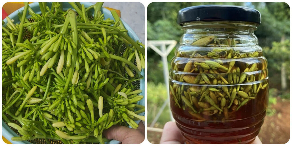 Sử dụng hoa đu đủ đực ngâm mật ong với tần suất 1-2 lần/ngày 