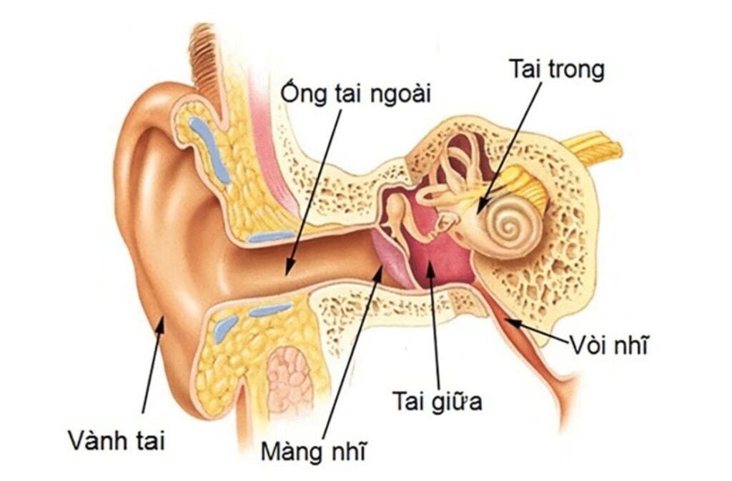 Viêm tai giữa: Nguyên nhân, dấu hiệu, chẩn đoán và cách điều trị